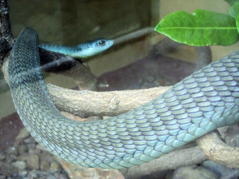 Boomslang Barry