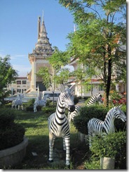 2011_10_14 Zebras (4)