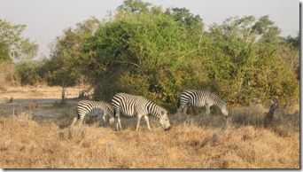 Zebras in Thailand