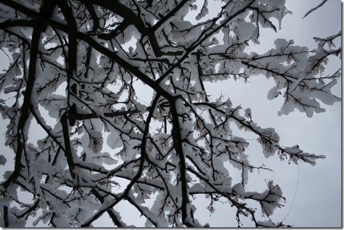 Snow (2) Snow (2)