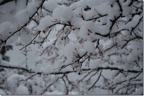 Snow Snow