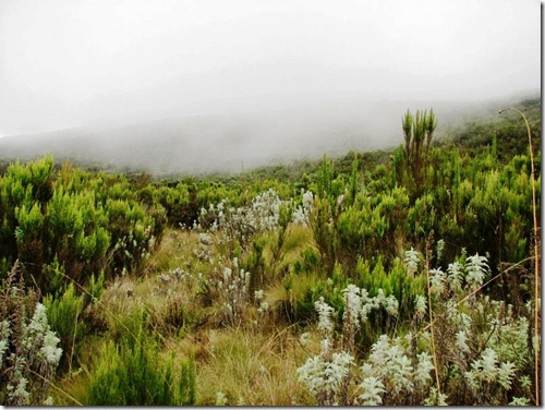 Kilimanjaro Plant Life (19)