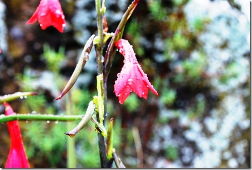 Kilimanjaro Plant Life (1)