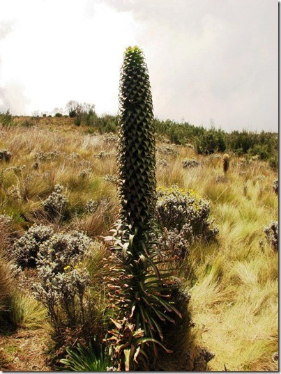 Kilimanjaro Plant Life (33)