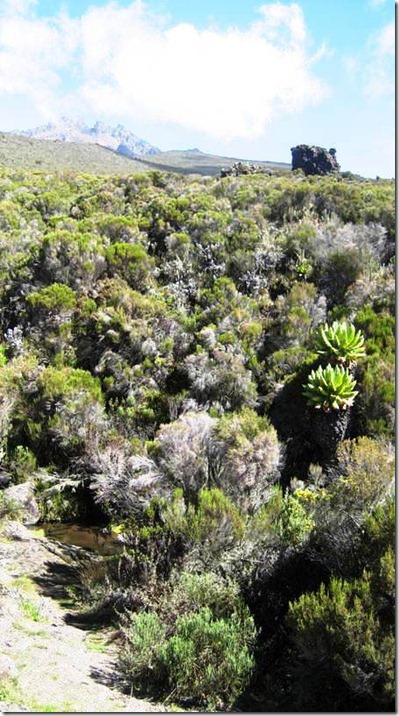 Kilimanjaro Plant Life (37)