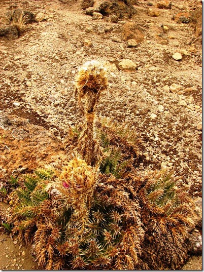 Kilimanjaro Plant Life (46)