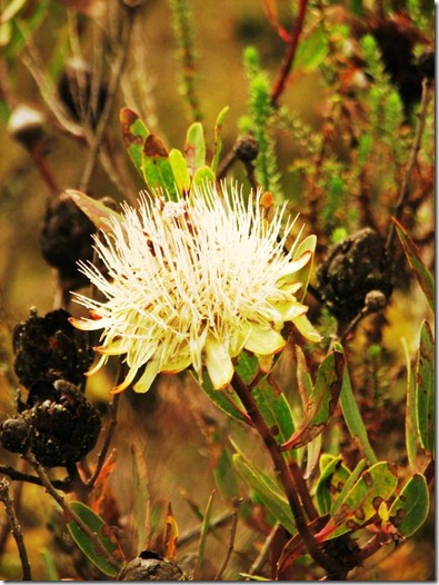 Kilimanjaro Plant Life (4)