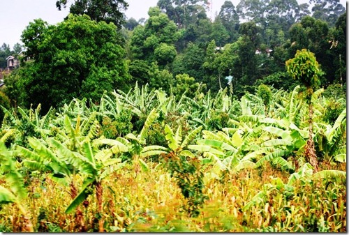 Kilimanjaro Plant Life