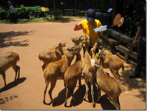 2012_05_26 Chokchai Farm (21)