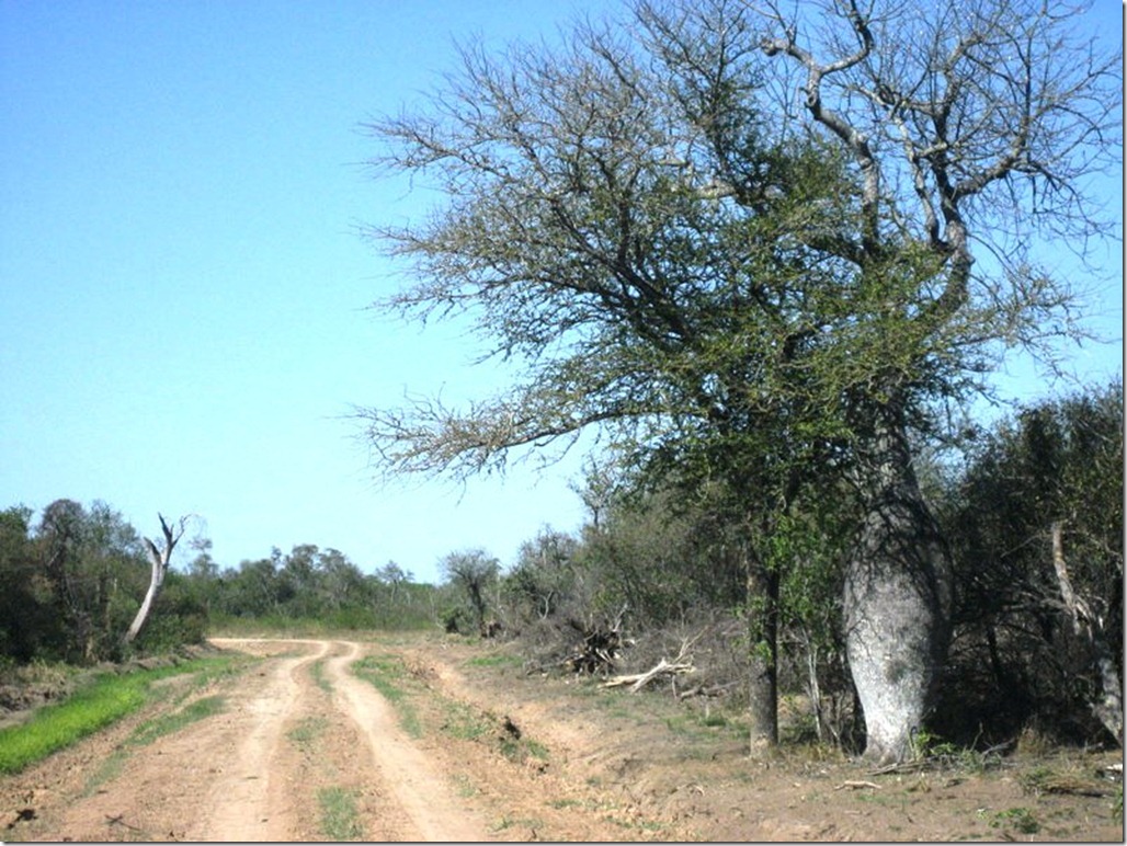 2008_08_31 Paraguay Chaco (37)