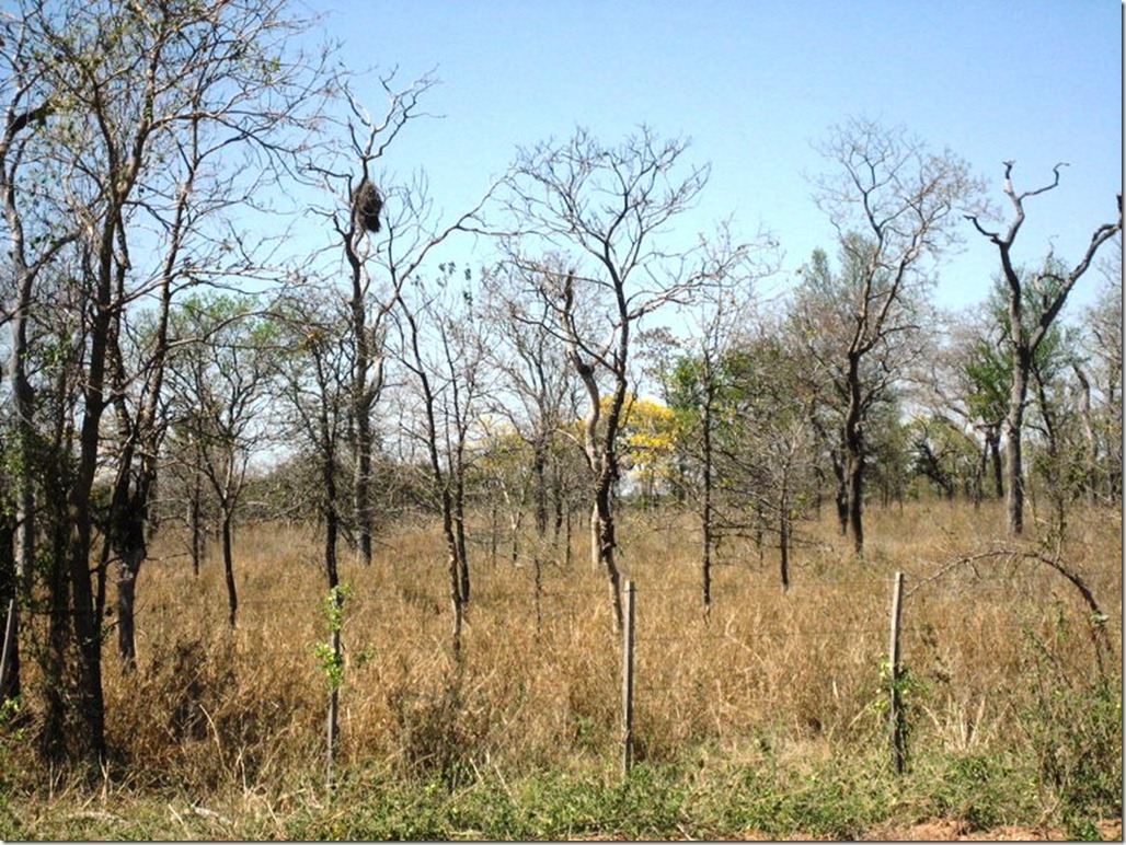 2008_08_31 Paraguay Chaco (56)