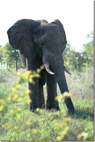 2009_11_23 South Africa Kruger (2)