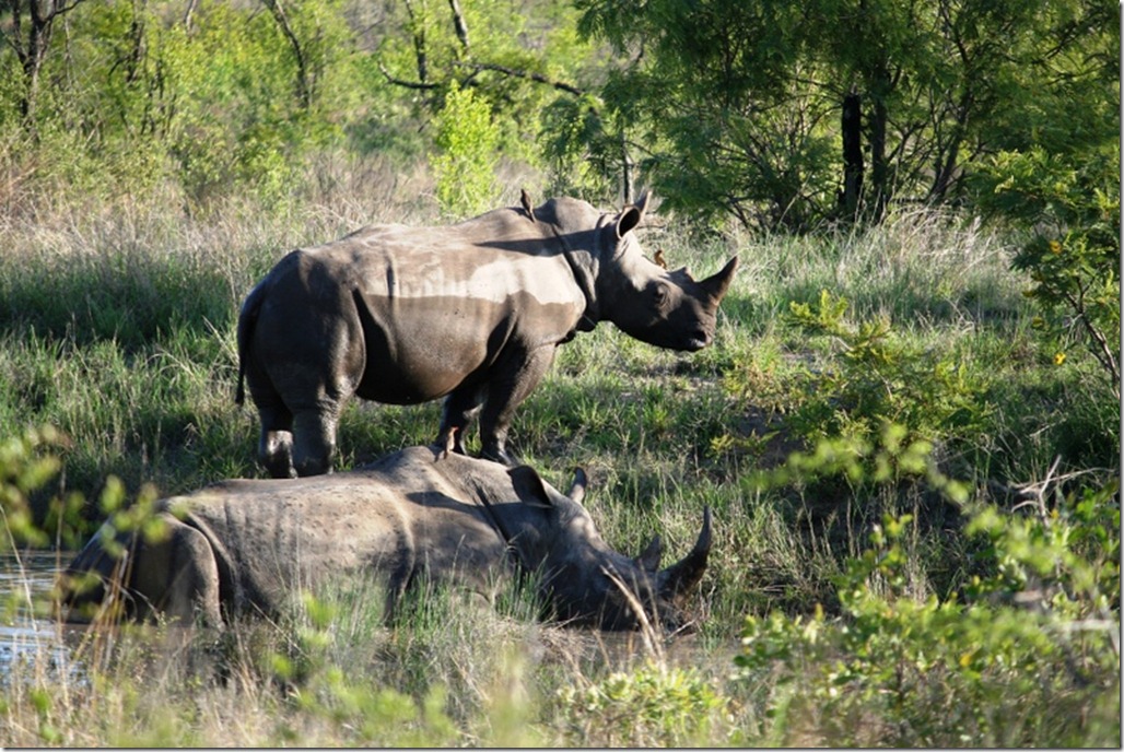 2009_11_23 South Africa Kruger (4)