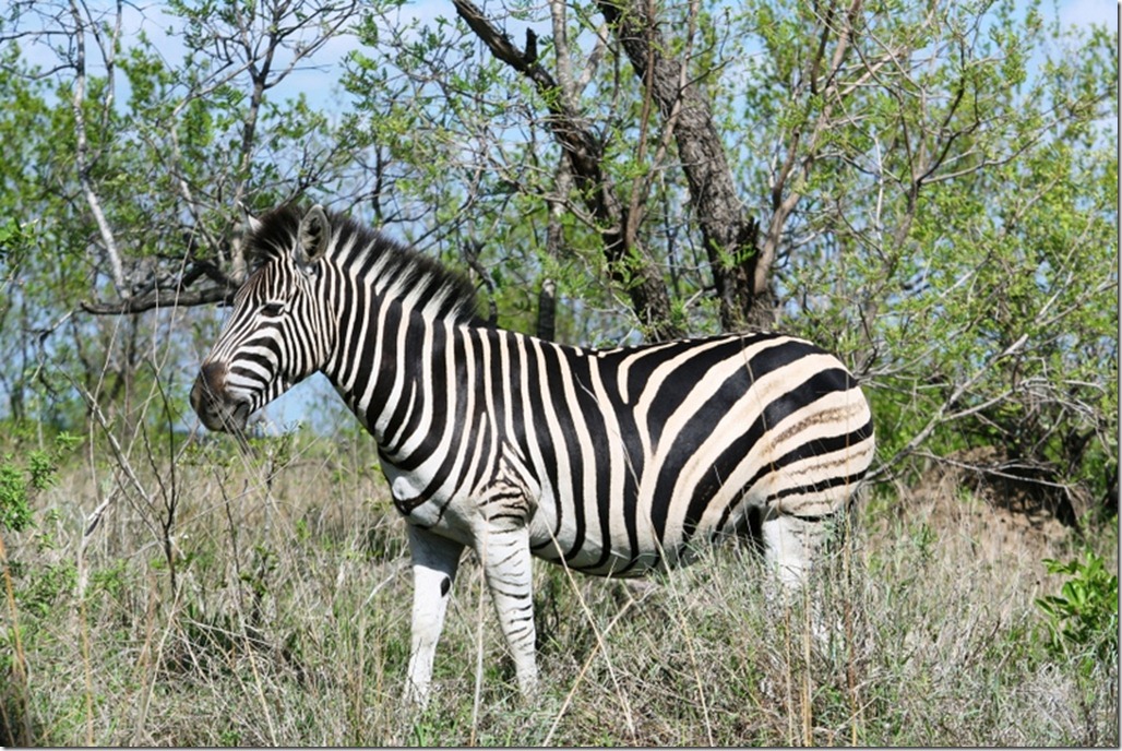 2009_11_23 South Africa Kruger 2009_11_23 South Africa Kruger
