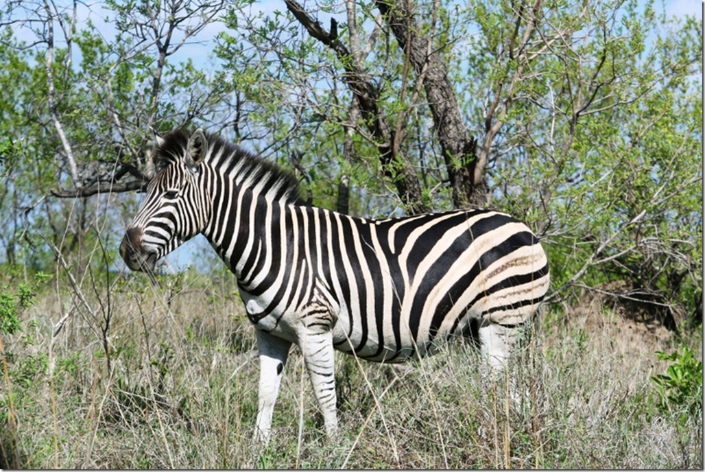 2009_11_23 South Africa Kruger