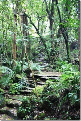 page 6 - jungle path