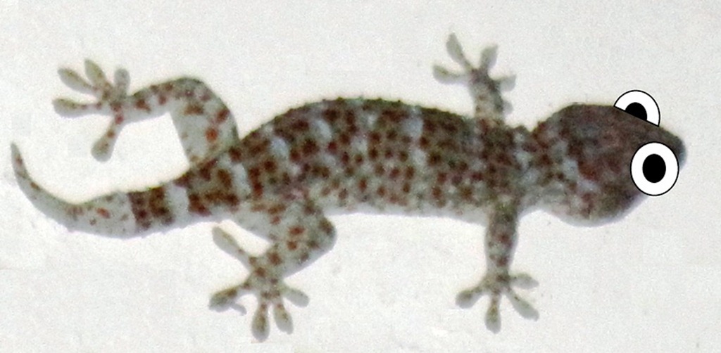 salamander