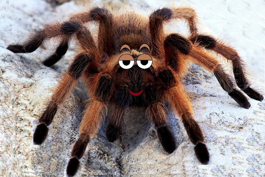 tarantula