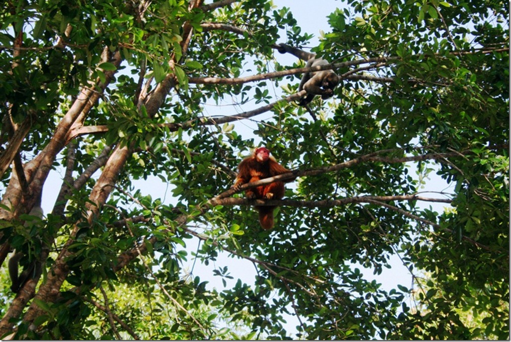 2008_07_17 Brazil Amazon Monkey Park (11)