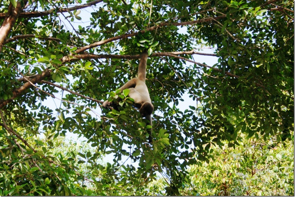 2008_07_17 Brazil Amazon Monkey Park (12)