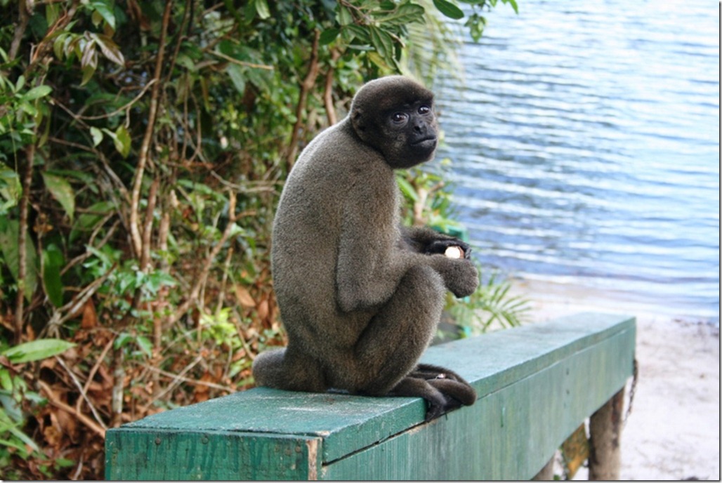 2008_07_17 Brazil Amazon Monkey Park (13)