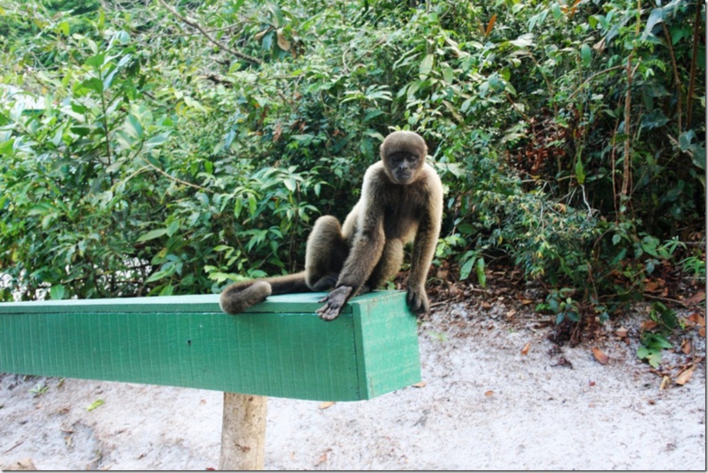2008_07_17 Brazil Amazon Monkey Park (14)