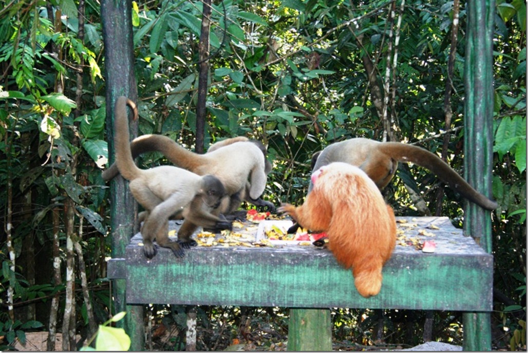 2008_07_17 Brazil Amazon Monkey Park (15)