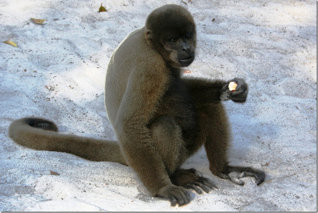 2008_07_17 Brazil Amazon Monkey Park (2)