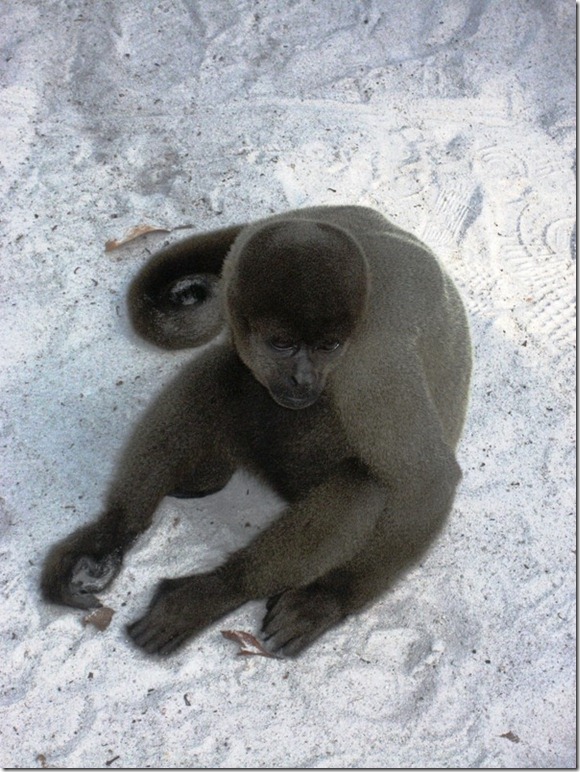 2008_07_17 Brazil Amazon Monkey Park (4)