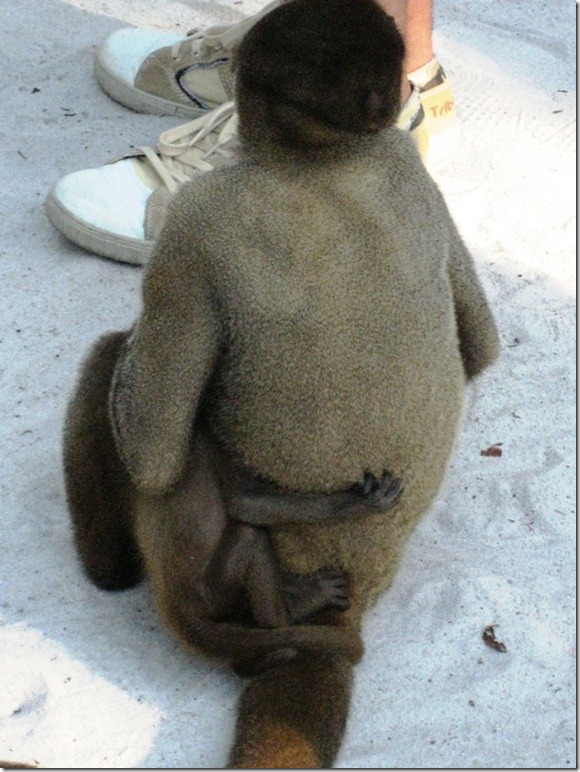 2008_07_17 Brazil Amazon Monkey Park (5)