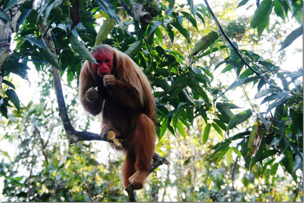 2008_07_17 Brazil Amazon Monkey Park (9)