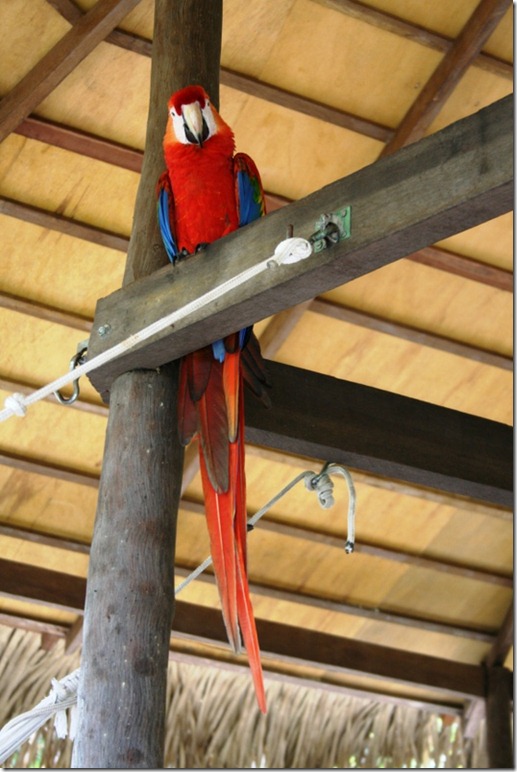 2008_07_17 Brazil Amazon Resort