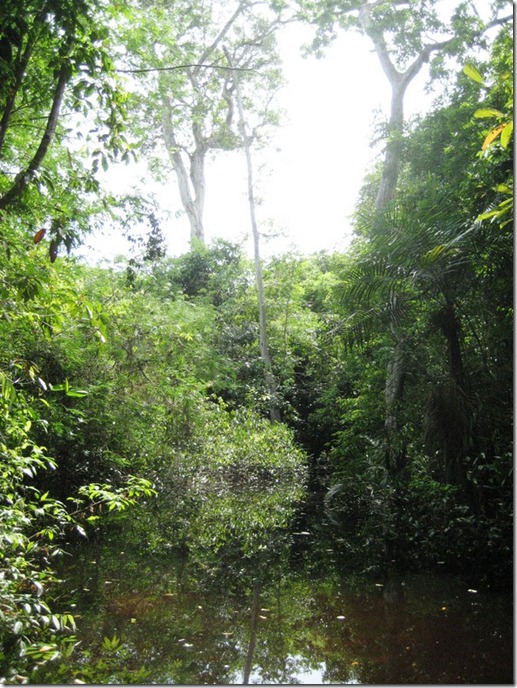 2008_07_08 Brazil Amazon Nature Walk (10)