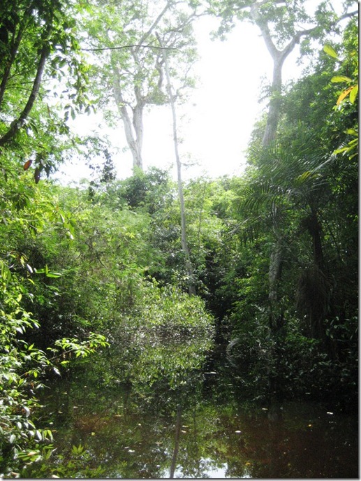 2008_07_08 Brazil Amazon Nature Walk (10)