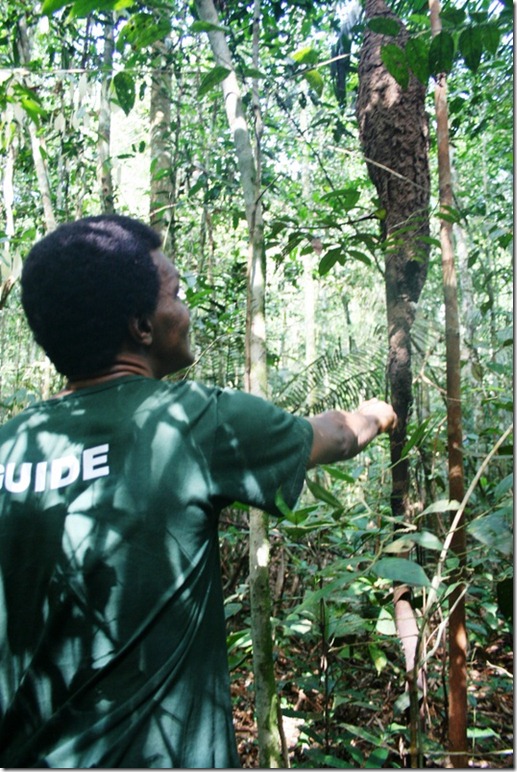 2008_07_08 Brazil Amazon Nature Walk (2)