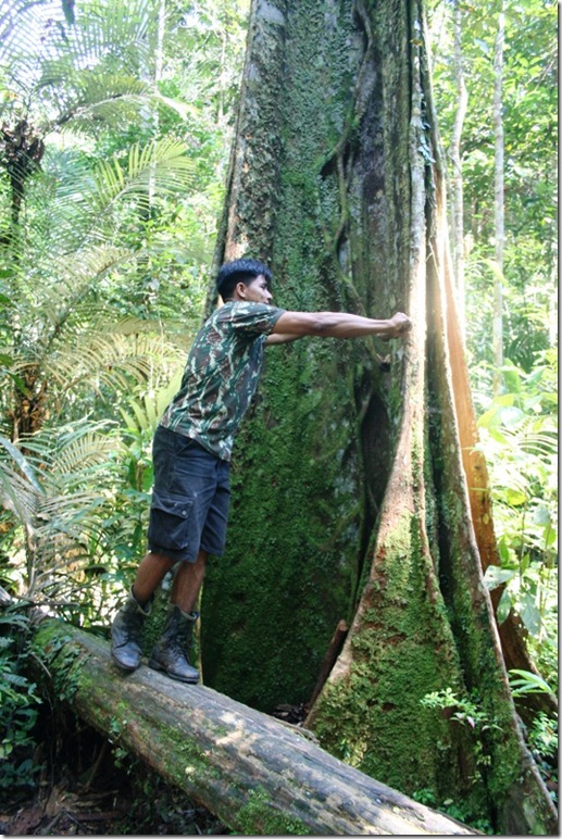 2008_07_08 Brazil Amazon Nature Walk (4)