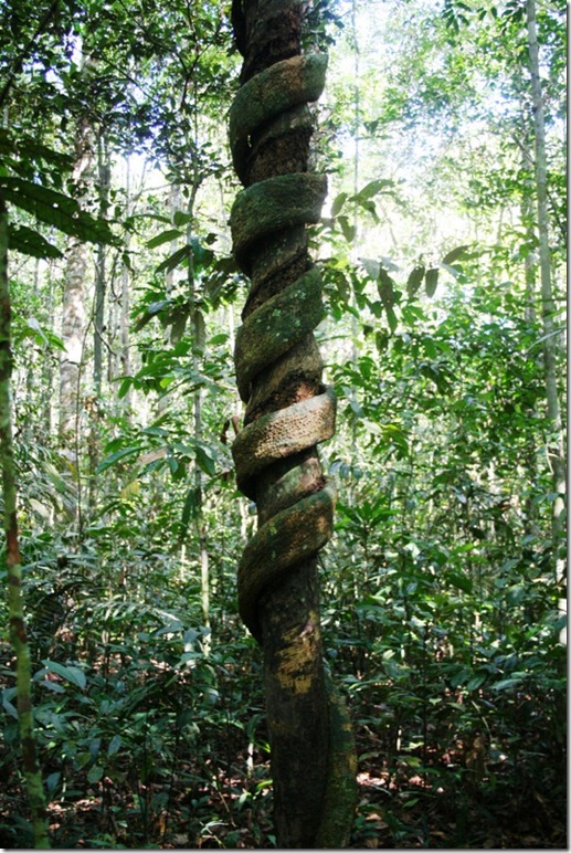 2008_07_08 Brazil Amazon Nature Walk (7)