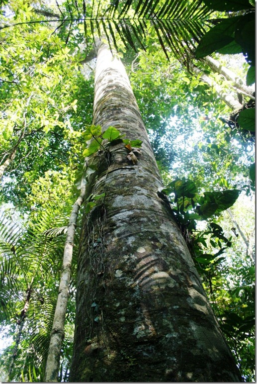 2008_07_08 Brazil Amazon Nature Walk (8)