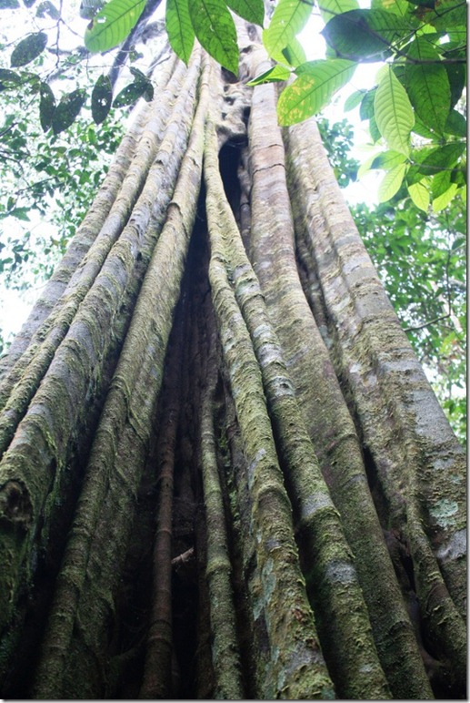 2008_07_08 Brazil Amazon Nature Walk