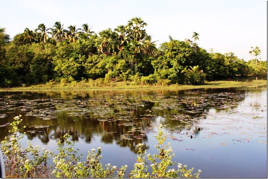 2012_12_31 Cambodia Wilderness (13)