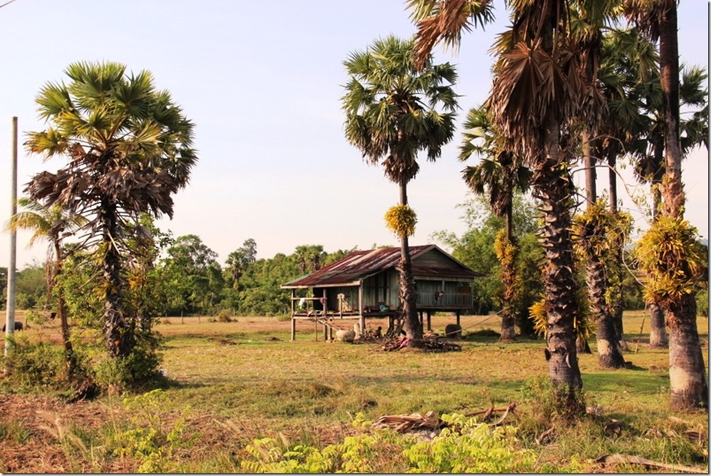 2012_12_31 Cambodia Wilderness (8)