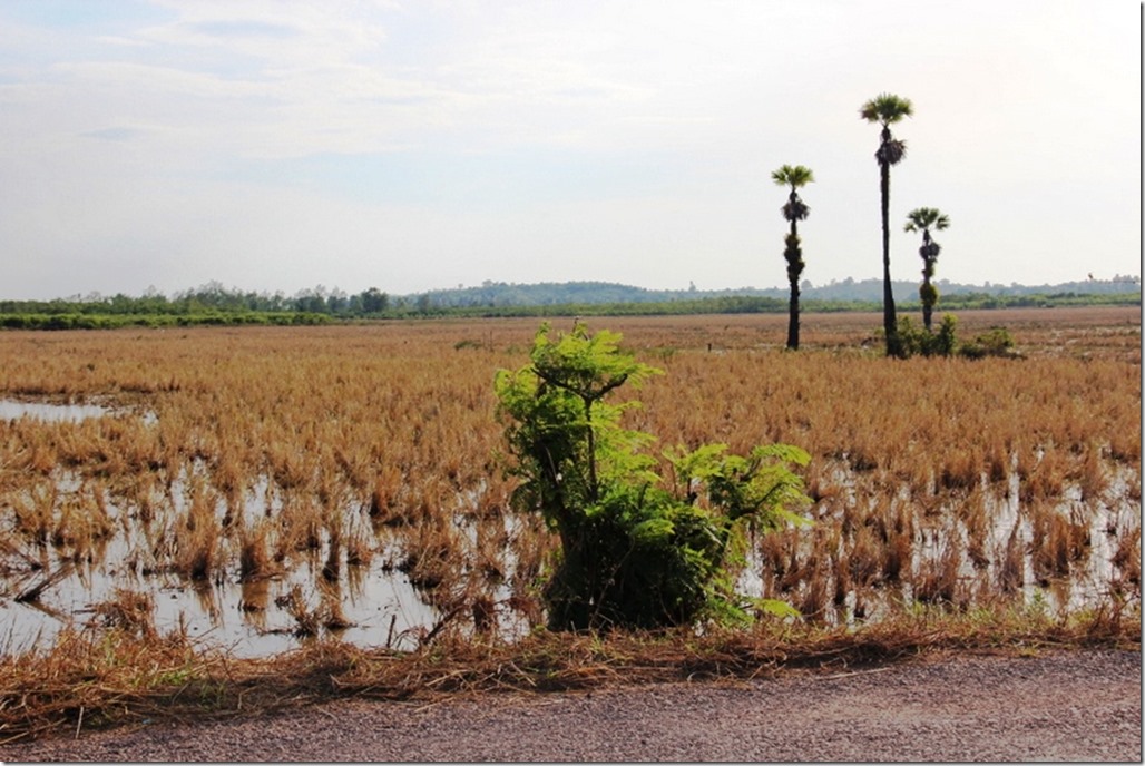 2012_12_31 Cambodia Wilderness (9)