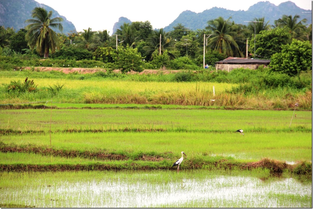 2012_09_15 Thailand Hua Hin Countryside (2)