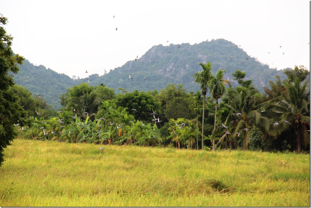 2012_09_15 Thailand Hua Hin Countryside (4)