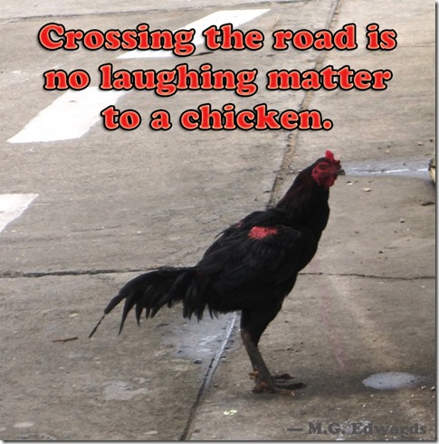 chicken chicken