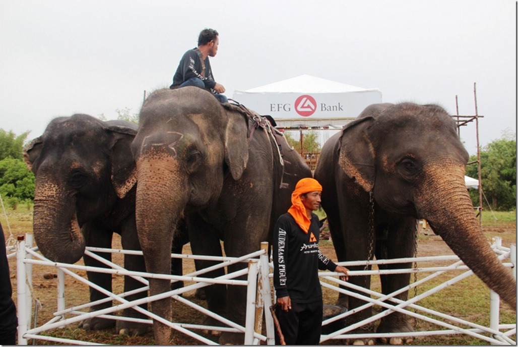 2012_09_06 Thailand Hua Hin Elephant Polo (5)