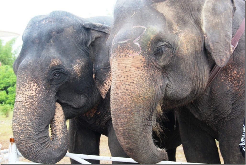 2012_09_06 Thailand Hua Hin Elephant Polo (6)