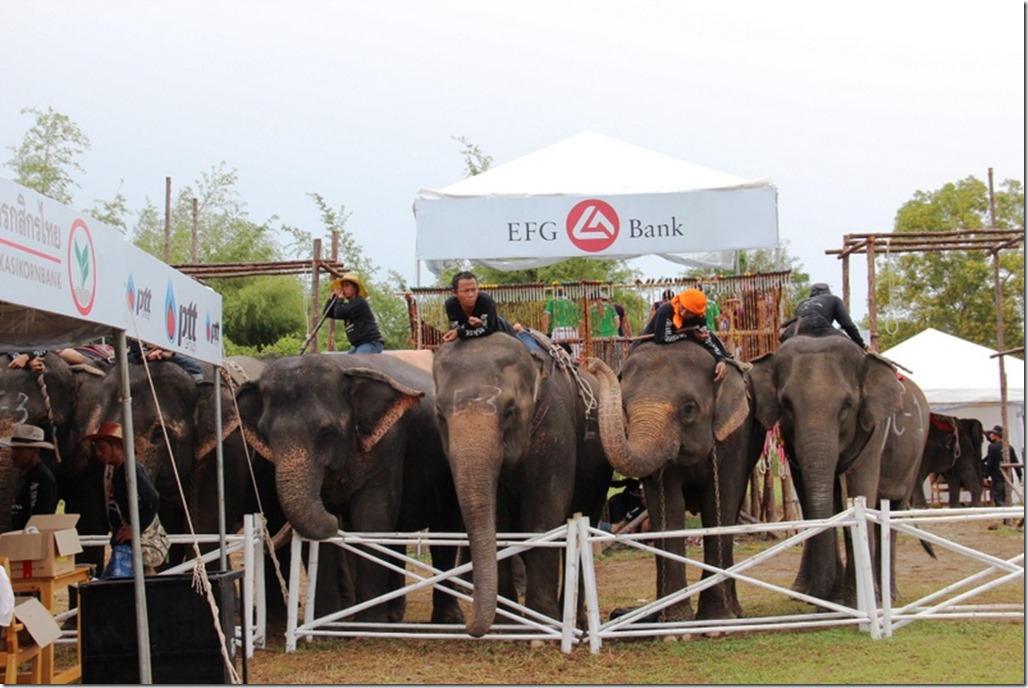 2012_09_06 Thailand Hua Hin Elephant Polo (9)