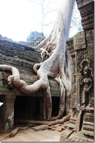 2012_12_27 Cambodia Angkor Te Prohm (5)
