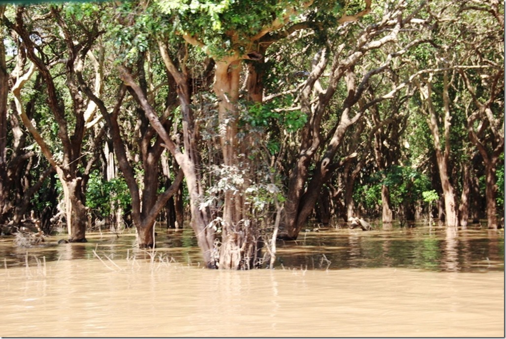 2012_12_28 Cambodia Tonle Sap Mangrove Forest